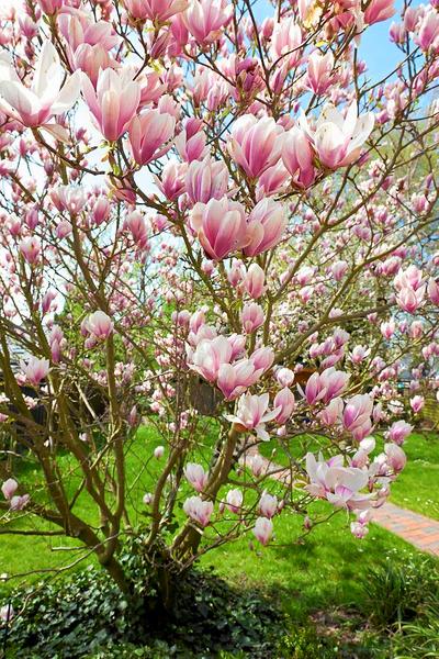 Kwitnienie magnolii