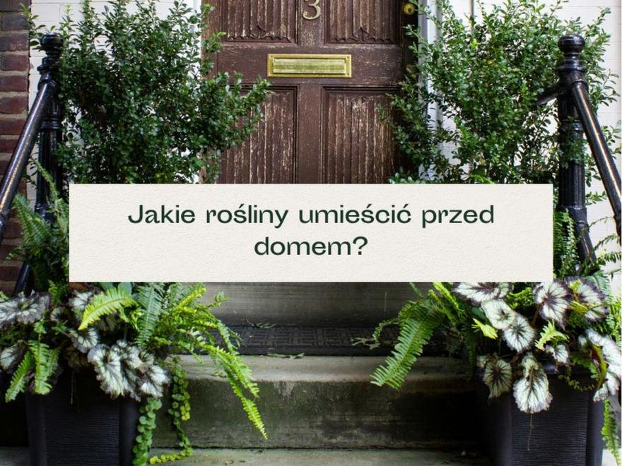Nasłonecznienie a dobór roślin