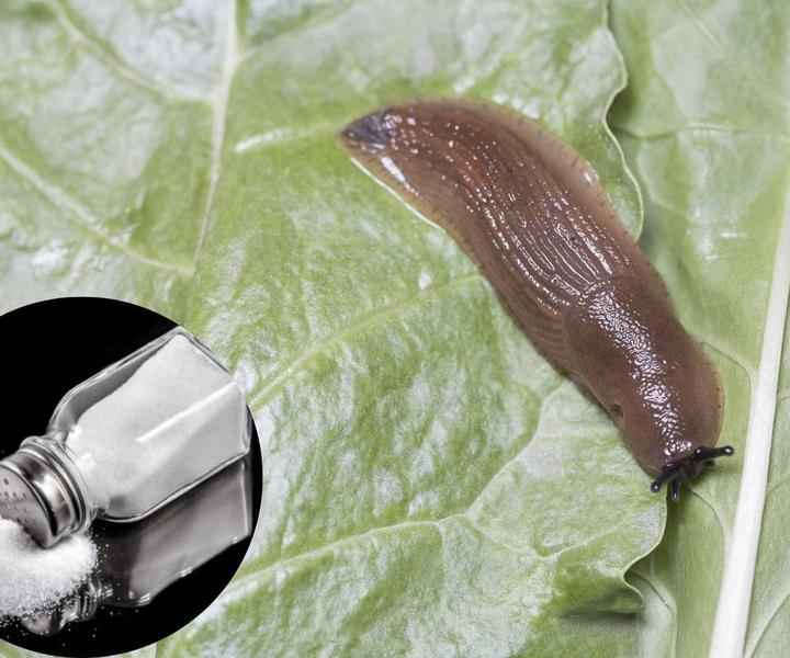 Naturalne sposoby na ślimaki