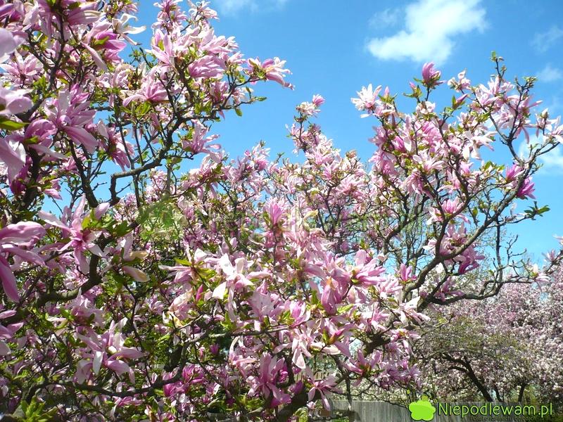 Pielęgnacja magnolii