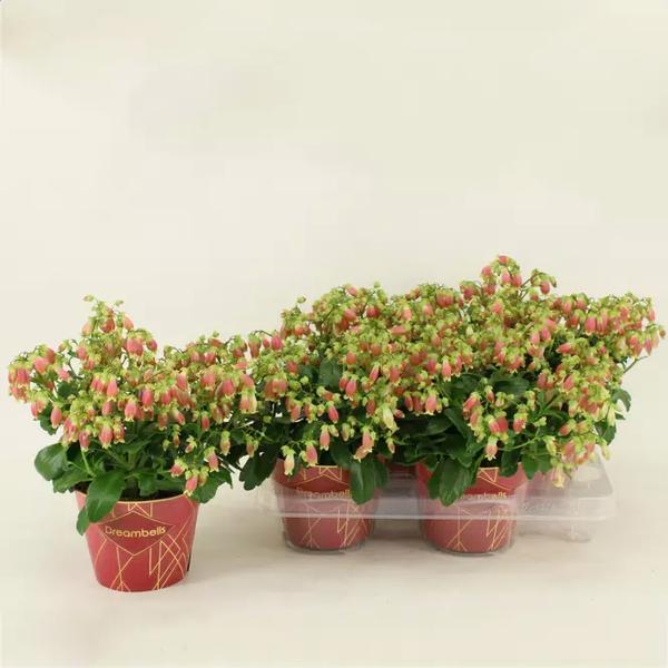 Stanowisko i podlewanie kalanchoe