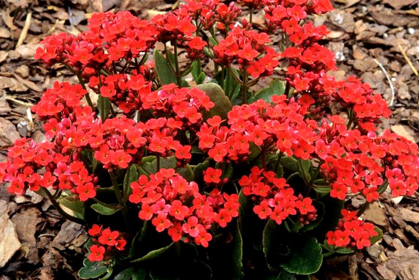 Uprawa kalanchoe w ogrodzie