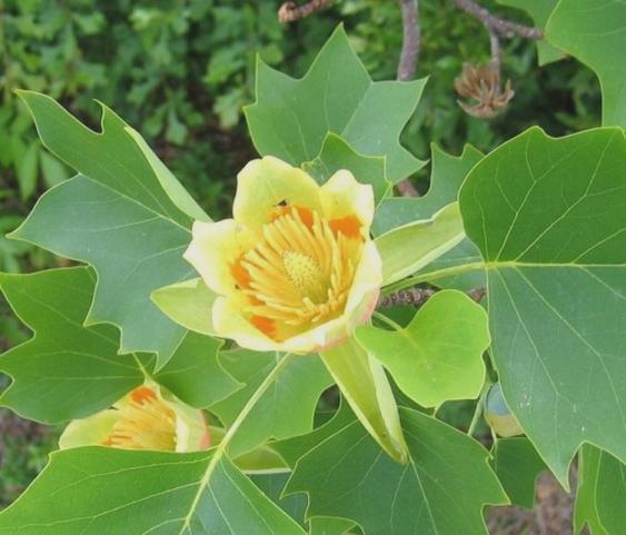 Wymagania tulipanowca
