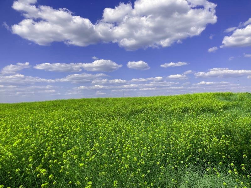 Chwasty z żółtymi kwiatami – rozpoznaj je i usuń skutecznie