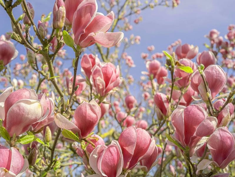 Jak długo kwitnie magnolia? Terminy i sposoby na dłuższe kwitnienie