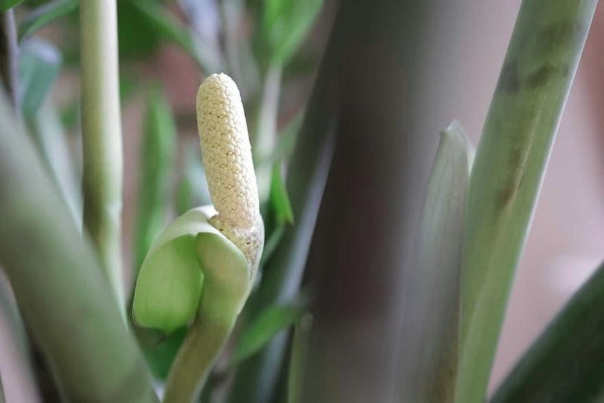 Jak kwitnie zamia? sposoby, by zamiokulkas obsypał się kwiatami